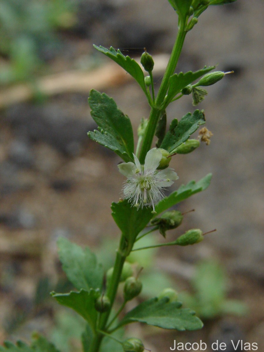 Scoparia dulcis L.